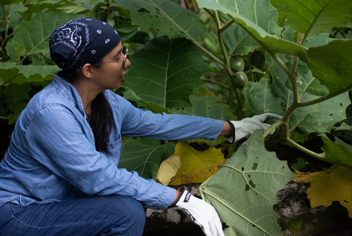 Yura Sapi examining a plant in a garden, wearing a bandana and gloves