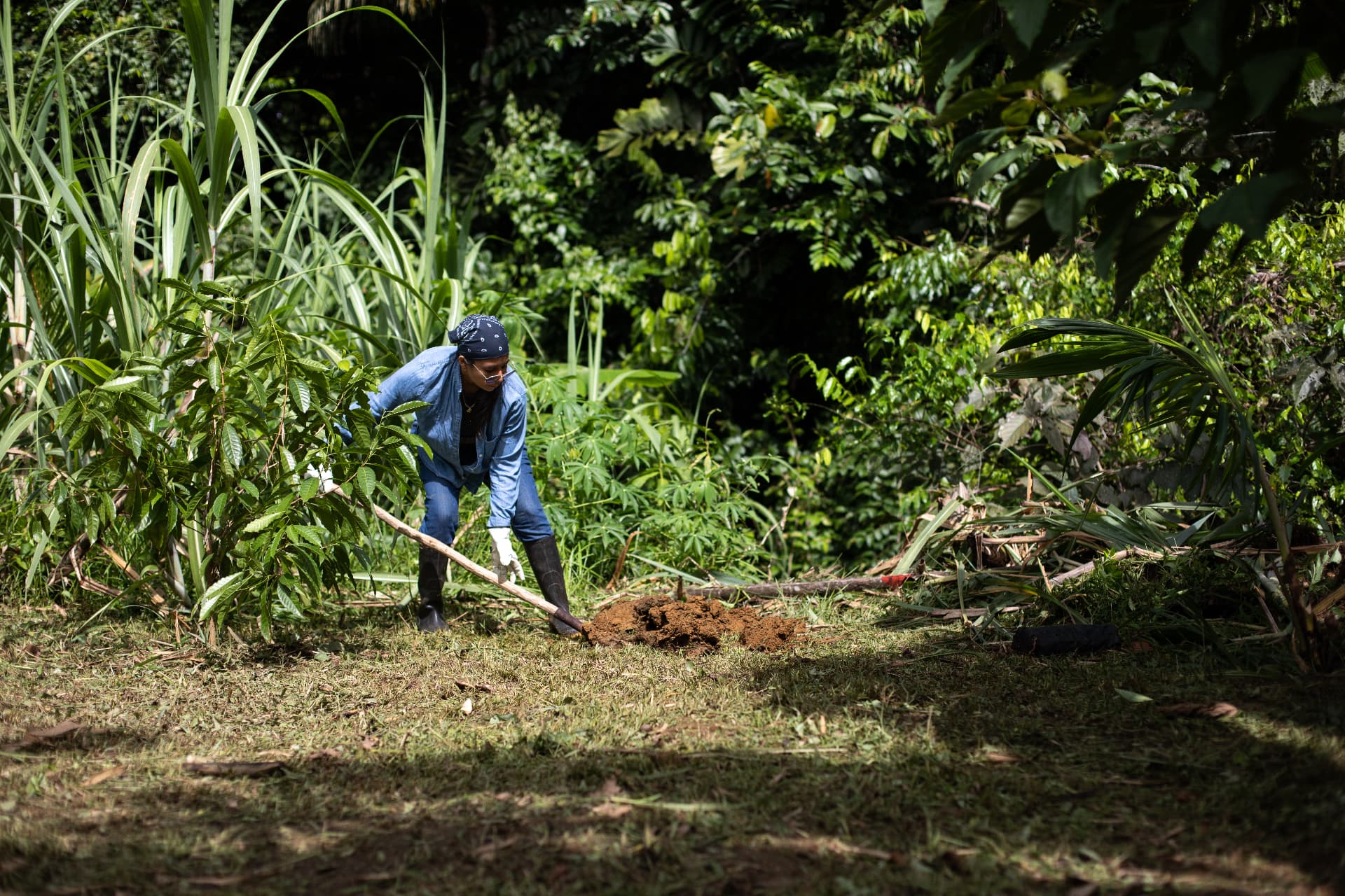 Yura Sapi tending the soil amid lush forest vegetation